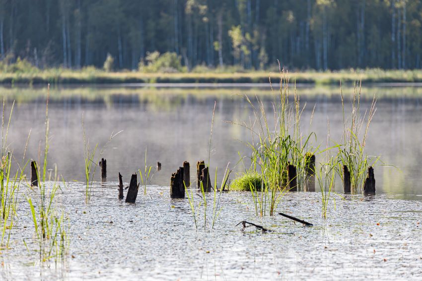 Best Time to Fish for Bass in a Pond Tips & Tricks